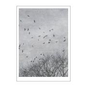 Poster & Frame - Ingrey Studio poster 30x40 cm crows