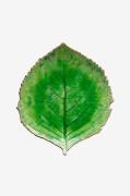 COSTA NOVA - Serveringsfat Hydrangea 17cm - Grön - Uppläggningsfat - F...