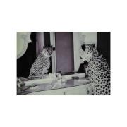 NFG - BILD CHEETA i spegel, glas, 100×150 cm