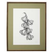 Nordal - GARLIC illustration, dark oak frame