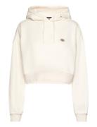Dickies Oakport Cropped Hoodie W Kräm