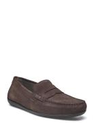 GEOX U Ascanio C Brun