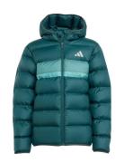 Adidas Sportswear J Sd Jkt Grön